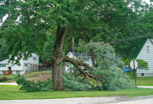 How Our Tree Care Process Works  in  Templeton, CA